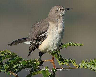 NORTHERN MOCKINGBIRD