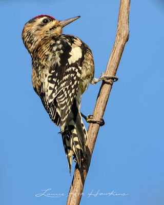 YELLOW-BELLIED SAPSUCKER ♂