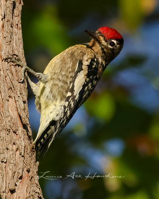 YELLOW-BELLIED SAPSUCKER ♂