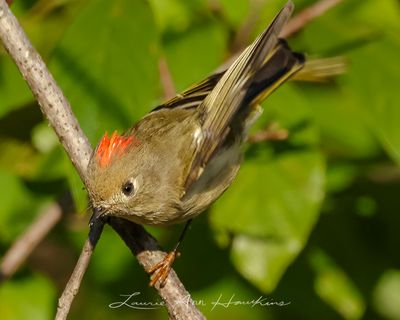 RUBY-CROWNED KINGLET