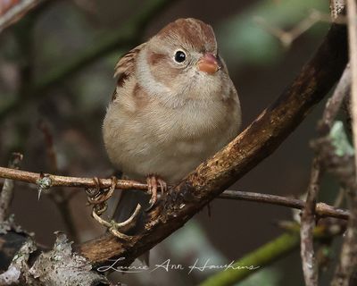 FIELD SPARROW