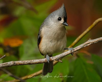 TUFTED TITMOUSE