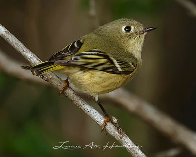 RUBY-CROWNED KINGLET