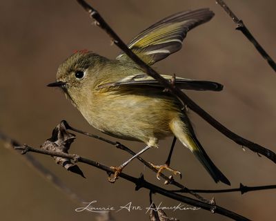 RUBY-CROWNED KINGLET