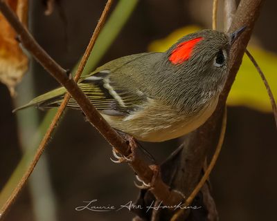 RUBY-CROWNED KINGLET