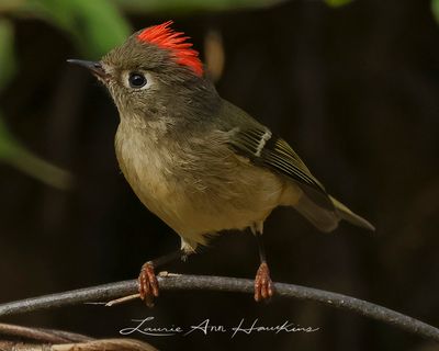 RUBY-CROWNED KINGLET