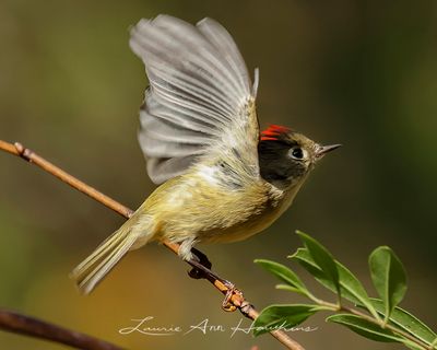 RUBY-CROWNED KINGLET