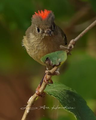 RUBY-CROWNED KINGLET
