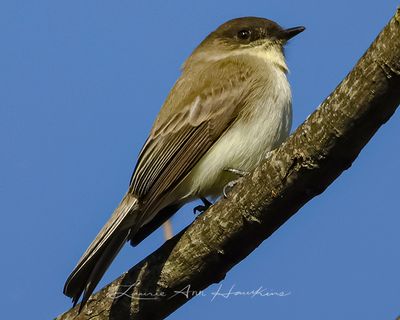 EASTERN PHOEBE