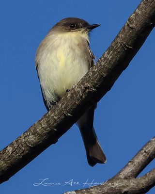 EASTERN PHOEBE