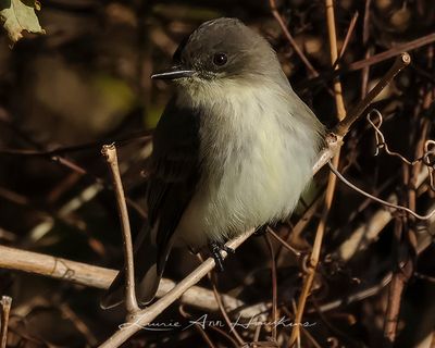 EASTERN PHOEBE