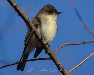 EASTERN PHOEBE
