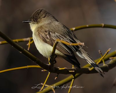 EASTERN PHOEBE