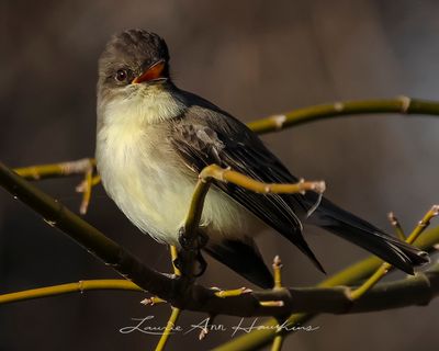 EASTERN PHOEBE