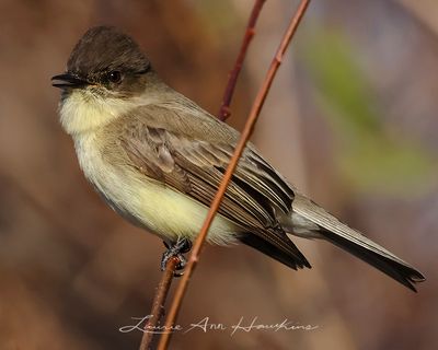 EASTERN PHOEBE