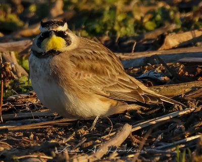 HORNED LARK