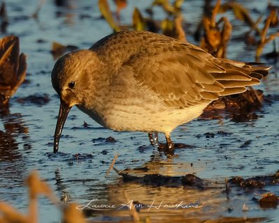 DUNLIN