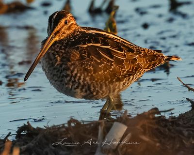 WILSON'S SNIPE