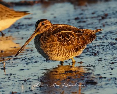 WILSON'S SNIPE