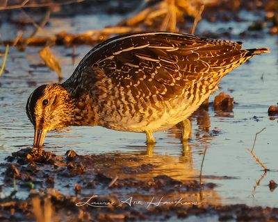 WILSON'S SNIPE