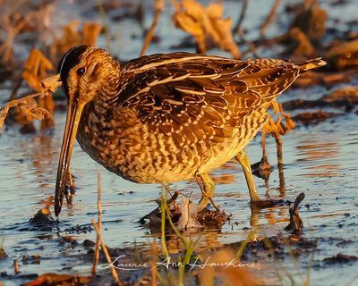 WILSON'S SNIPE