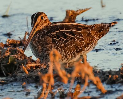 WILSON'S SNIPE
