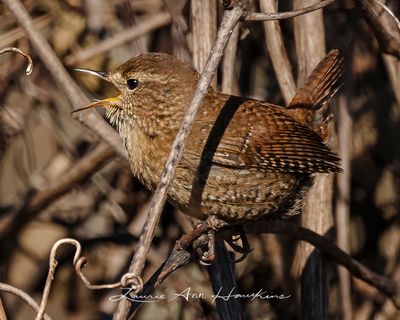 WINTER WREN