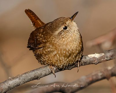 WINTER WREN