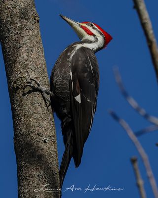 PILEATED WOODPECKER ◞