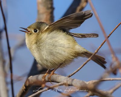 RUBY-CROWNED KINGLET