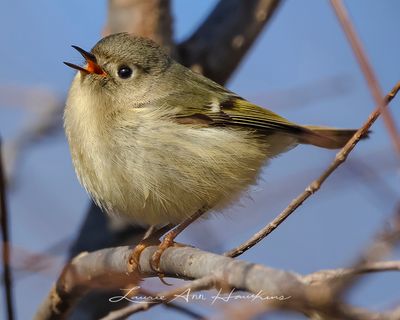 RUBY-CROWNED KINGLET