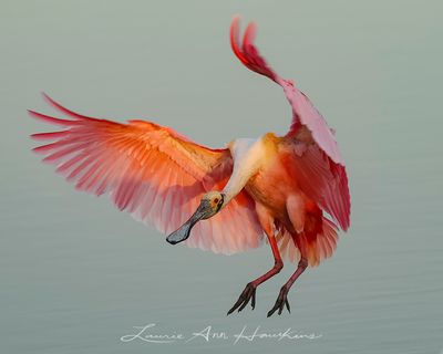 ROSEATE SPOONBILL