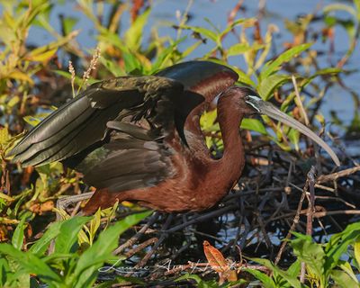 GLOSSY IBIS