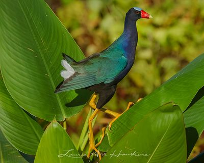 PURPLE GALLINULE
