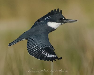 BELTED KINGFISHER