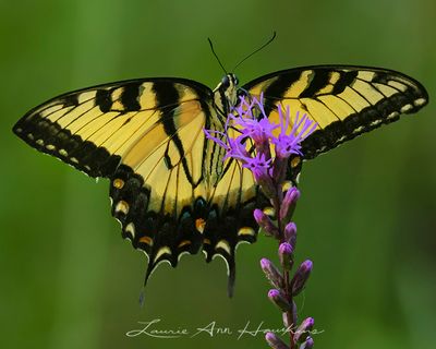 YELLOW SWALLOWTAIL