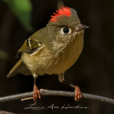RUBY-CROWNED KINGLET