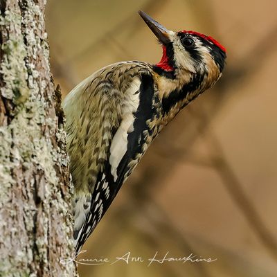 YELLOW-BELLIED SAPSUCKER ♂