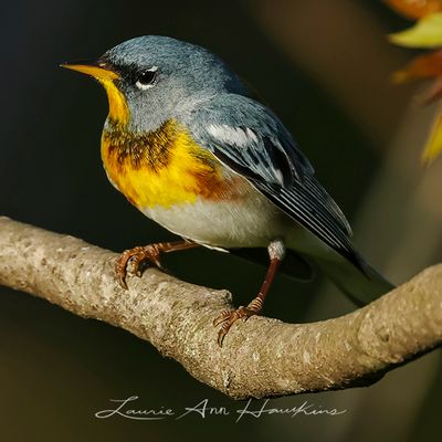 NORTHERN PARULA