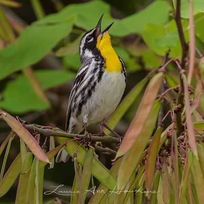 YELLOW-THROATED WARBLER