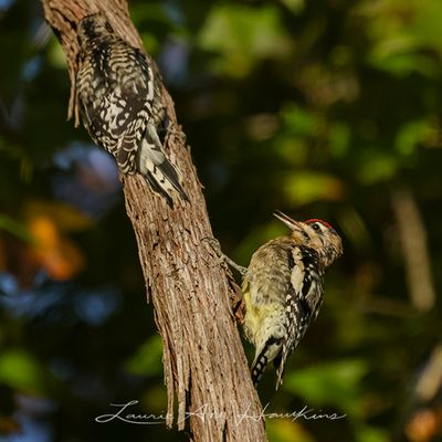 YELLOW-BELLIED SAPSUCKER 