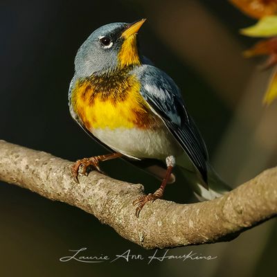 NORTHERN PARULA