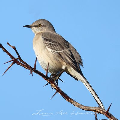 MOCKINGBIRDS