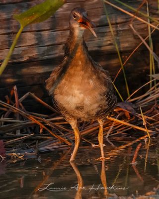 CLAPPER RAIL