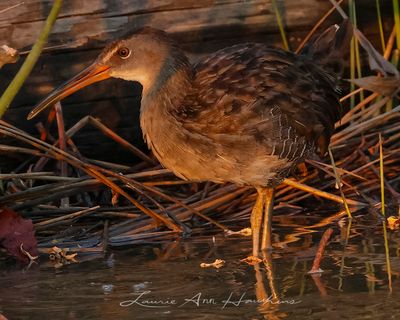 CLAPPER RAIL