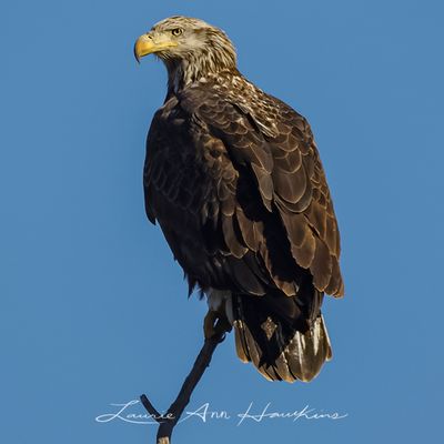 EAGLES, KITES, HAWKS