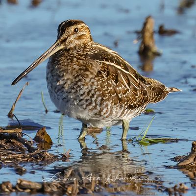 WILSON'S SNIPE