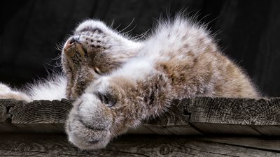 Lynx Resting