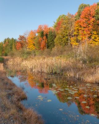 Roadside Reflections