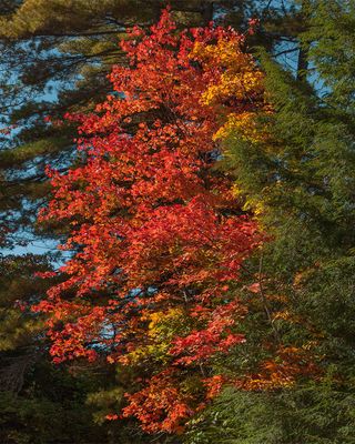 Red Maple